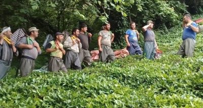 Çay işçiliğinin yevmiyesi artınca bahçelerde çalışma talebi çoğaldı