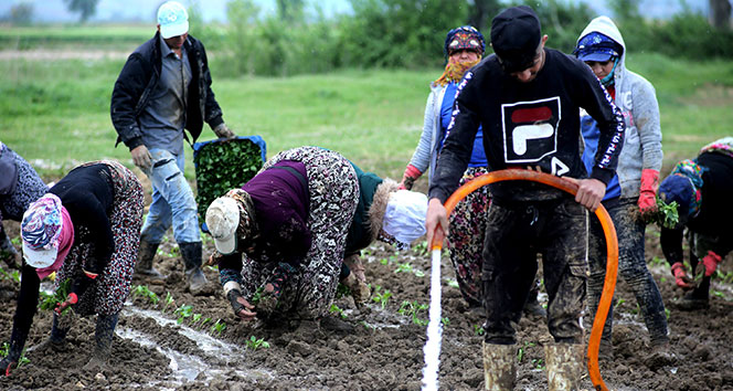 Çiftçiler Cumhurbaşkanı Erdoğan için üretecek