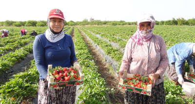 Çilek yüz güldürdü