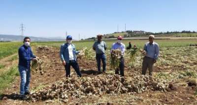 Kahramanmaraş’ta 'beyaz altın'ın hasadına başlandı