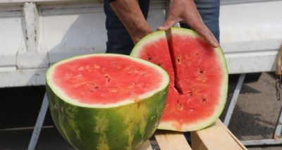Karpuzun kilosu yirmi lira olunca dilim dilim satılmaya başlandı
