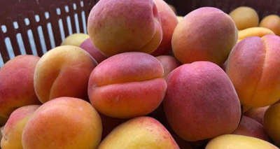 Kayısı altın yılını yaşıyor