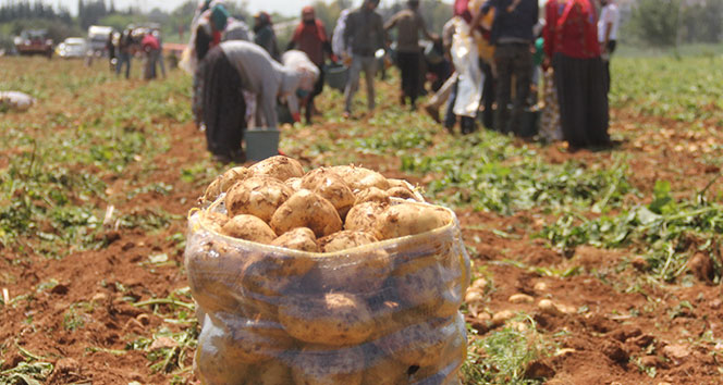 Patates üreticisinde fiyat düşecek korkusu