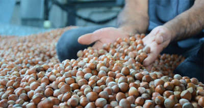 Serbest piyasada fındık 24 lira