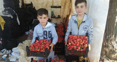 Tarlada 5 lira olan çilek marketlerde 15 lira