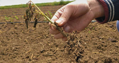 Yüzlerce dönüm tarım arazisini don vurdu, verim yüzde 50 düştü