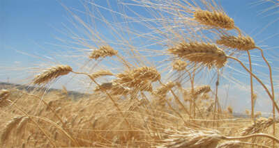 Buğday rekoltesi üreticinin yüzünü güldürüyor
