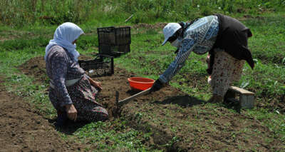 Çiftçiye yeni gelir kapısı: Salep