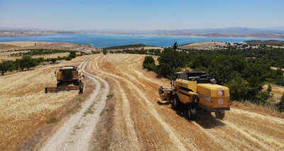 Elazığ'da 600 dönüme arpa eken başkan, hasada başladı