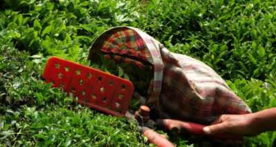 Fındığın başkenti Ordu’da çay hasadı başladı