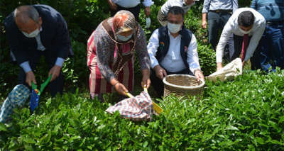 Fındık diyarı Ordu’da 'çay' hasadı