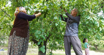 Napolyon kirazının hasadı başladı