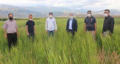 On bin yıllık siyez buğdayı, Ekinözü’nde ilk kez ekildi