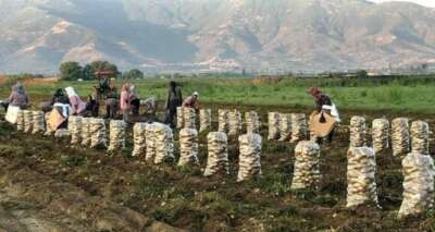 Patates tarlada 1 liranın altına düştü
