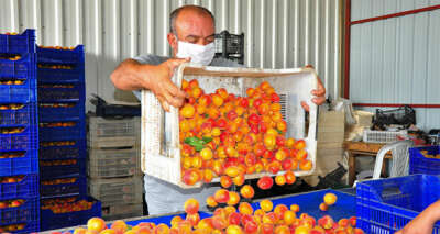 Şehzadeler’in kayısısı Malatya’ya rakip oldu