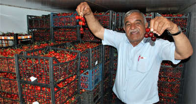 Tokat kirazı Avrupa yolcusu