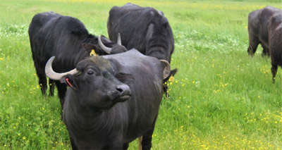 Ürüne talep çok, ancak manda sayısı az