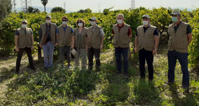 Üzüm ürününde sıcak hava zararı ile ilgili çalışmalara başlandı