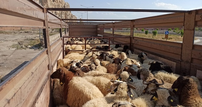 Van’dan Katar’a hayvan ihracatı