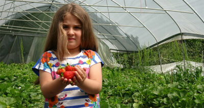 Bahçesaray’da ‘çilek’ mevsimi