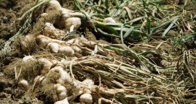 Beyaz altını artık herkes satamayacak