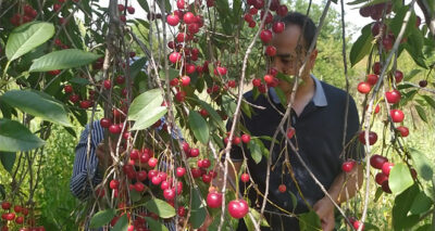 Bir bardak çay fiyatına 1 kilo vişne