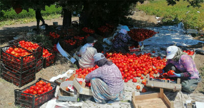 Çanakkale Domatesi tarlada kaldı