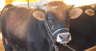 Covid-19 korkusu ile Kurban pazarları boş kaldı