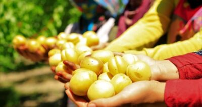 Elazığ’ın sarı altını kayısıda hasat başladı