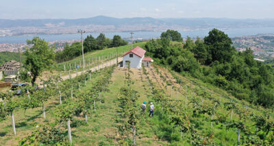 Emekli işçi, hibe desteği ile boş arazisine diktiği kivilerden 50 ton ürün aldı