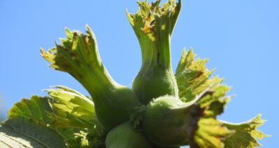 Fındık fiyatında büyük düşüş