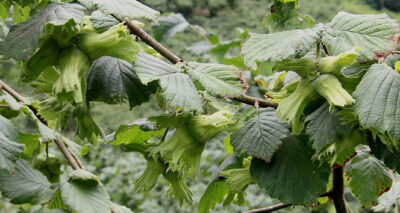 Fındıkta tahmini rekolte belirlendi