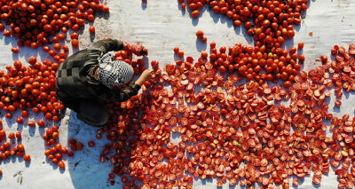 İtalya’nın pizzasına, ABD’nin hamburgerine Torbalı domatesi