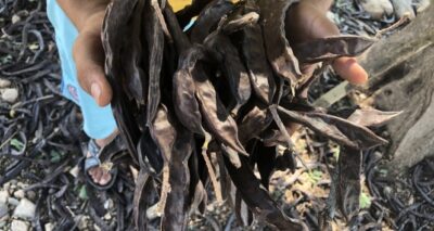 Keçiboynuzunun şifa yolculuğu için hasat başladı