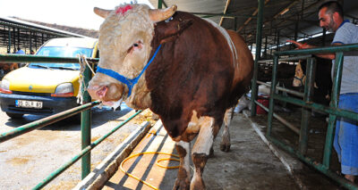 Kurbanlık tosun otomobil fiyatına satışa sunuldu
