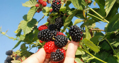 Mersin'de böğürtlen hasadı başladı