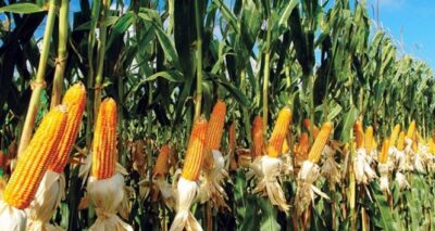 Mısır alım fiyatları belli oldu