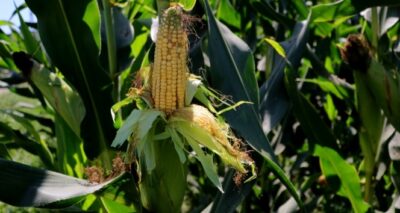 Mısır bayramdan sonra hasat bayramına hazırlanıyor