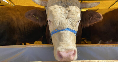 Otomobil fiyatına 1 ton 150 kiloluk kurbanlık