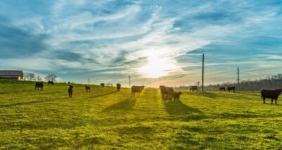 Pandemi nedeniyle eve teslim kurban hizmetine rağbet arttı