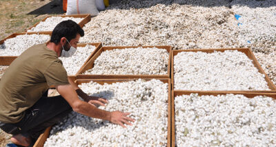 Sason’da koza yetiştiricileri bir ayda 400 bin lira kazanç sağladı