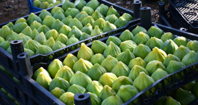 'Yediveren' inciri toplanmaya başlandı