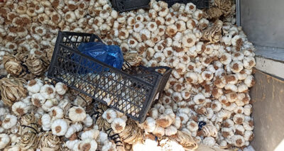 Yerli sarımsak çıktı, kilosu 60 liradan 15 liraya düştü