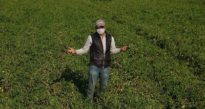 Domates fiyatları tarlada 35 kuruşa düştü, çiftçi iflas noktasına geldi