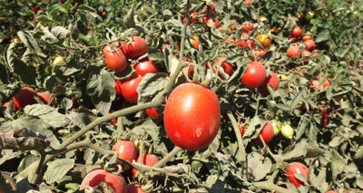 Domatesi virüs vurdu