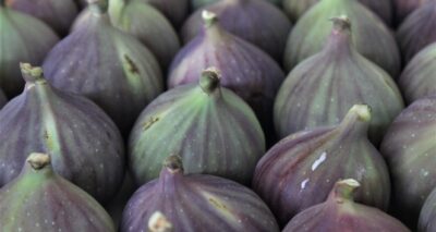 Dünyaca ünlü Kraliçe inciri yüz güldürdü