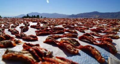 Elazığ’ın domatesi kurutulup dünyaya gönderiliyor