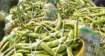 Fasulye üreticisinin yüzü fiyatların yükselmesi ile gülmeye başladı