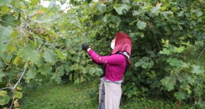 Fındıkta hem üretici hem işçi memnun