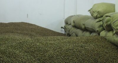 Fiskobirlik fındığı hem peşin hem de piyasa fiyatının üzerinde alıyor